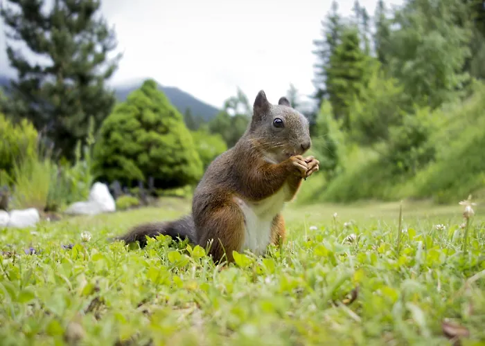 Waldblick By Interhome * 蒂罗尔-泽费尔德